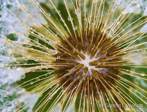 Wet Seedy Dandelion_49252.jpg - Photographed near Carleton Place, Ontario, Canada.